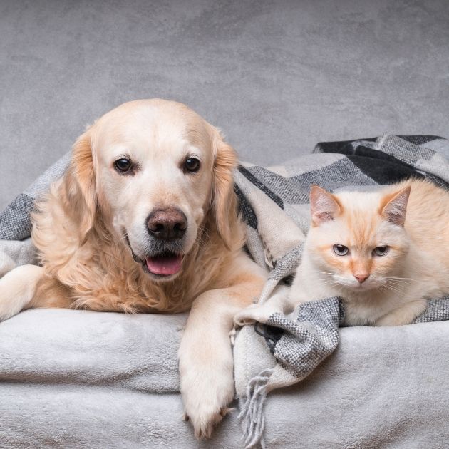 dog and cat laying down