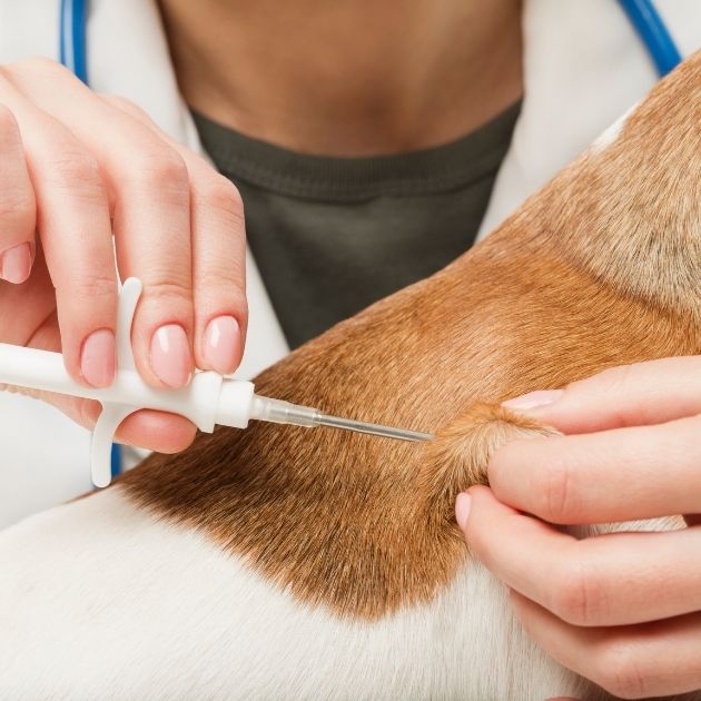 microchip being inserted into dog