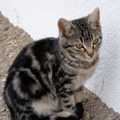 sample image of cat