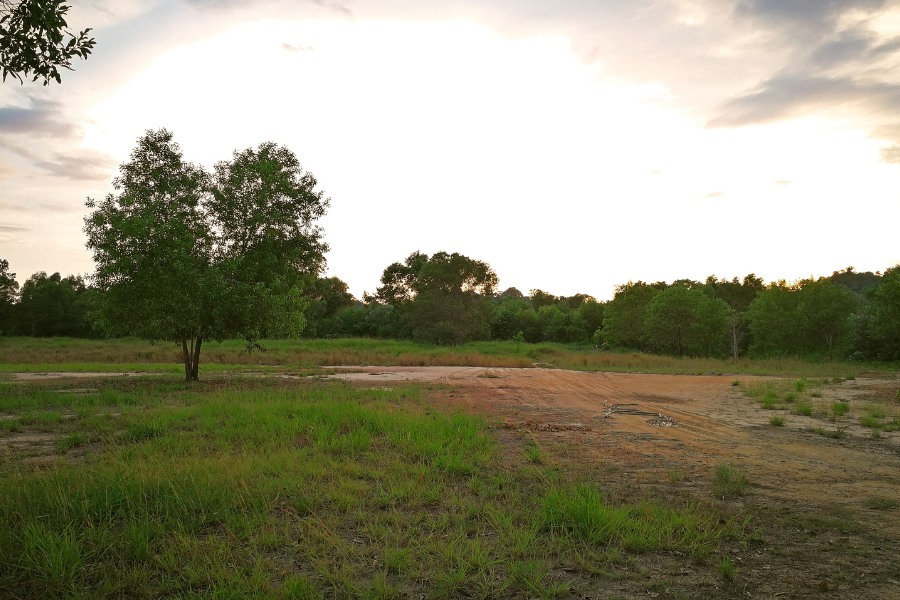 Green View Of A Jungle